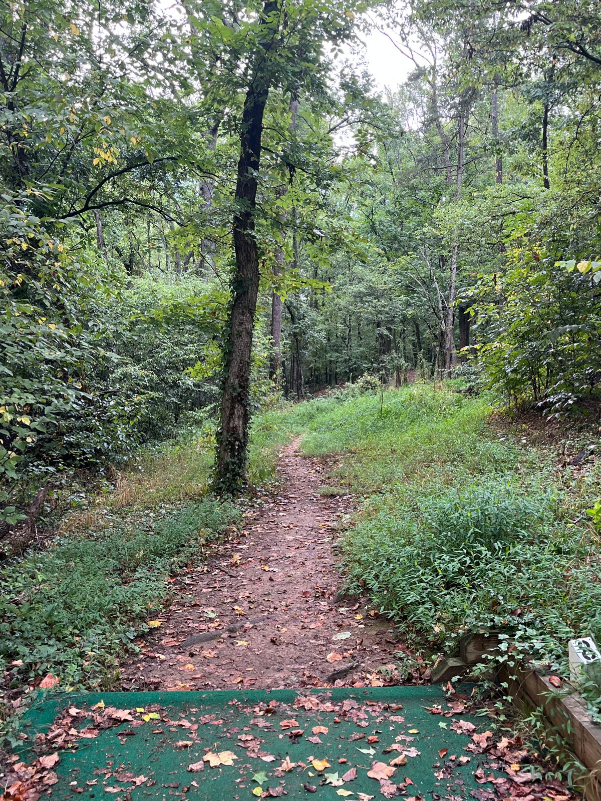 Hole 8, 8-15-23. I stepped on those tall things to the right. May open up another shot shape. 🤷‍♂️