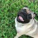 mrcali