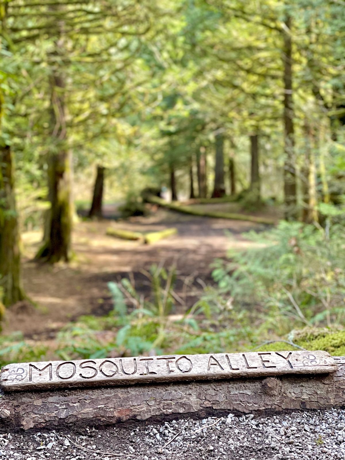 #15 Mosquito Alley