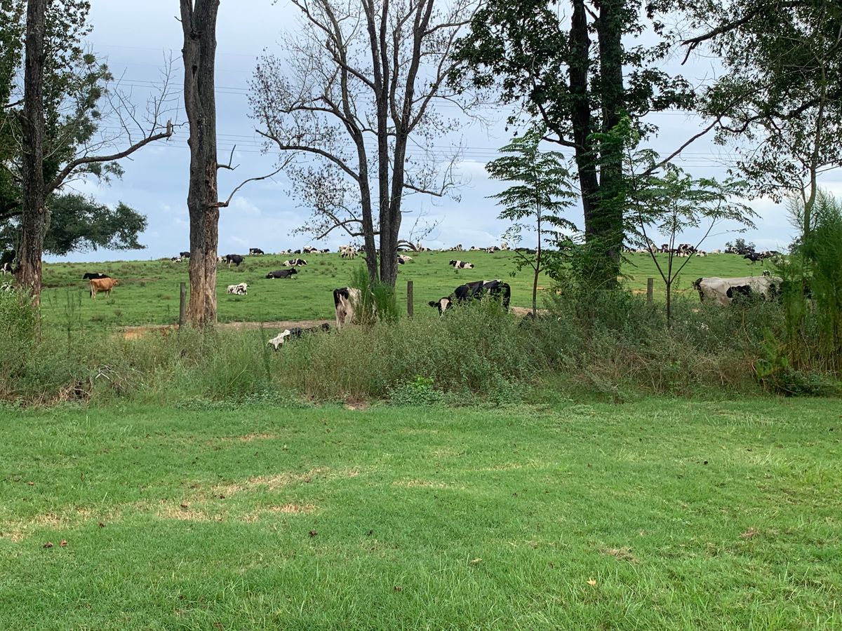 Cows on the side!