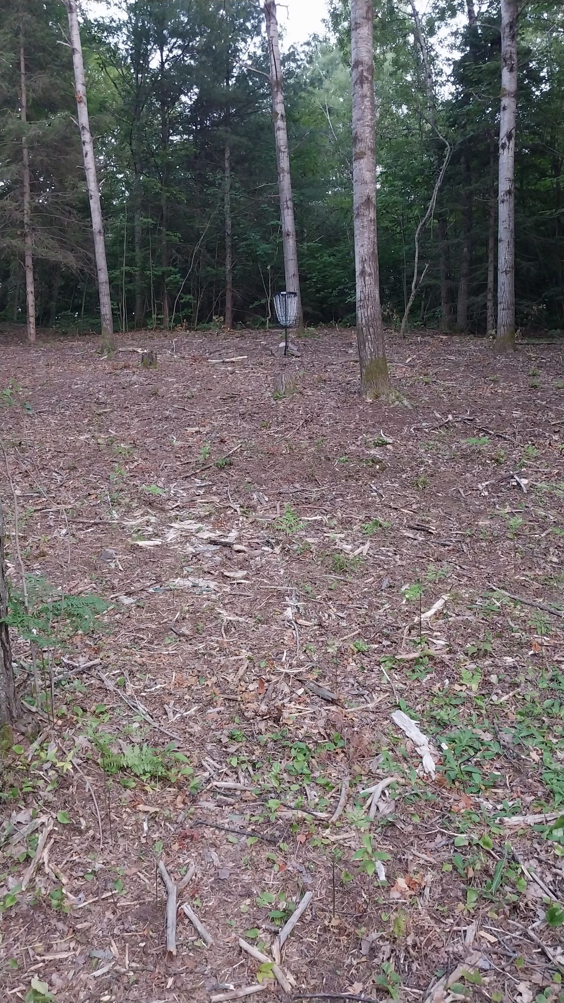 Hole 1 short