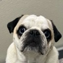 User avatar image
