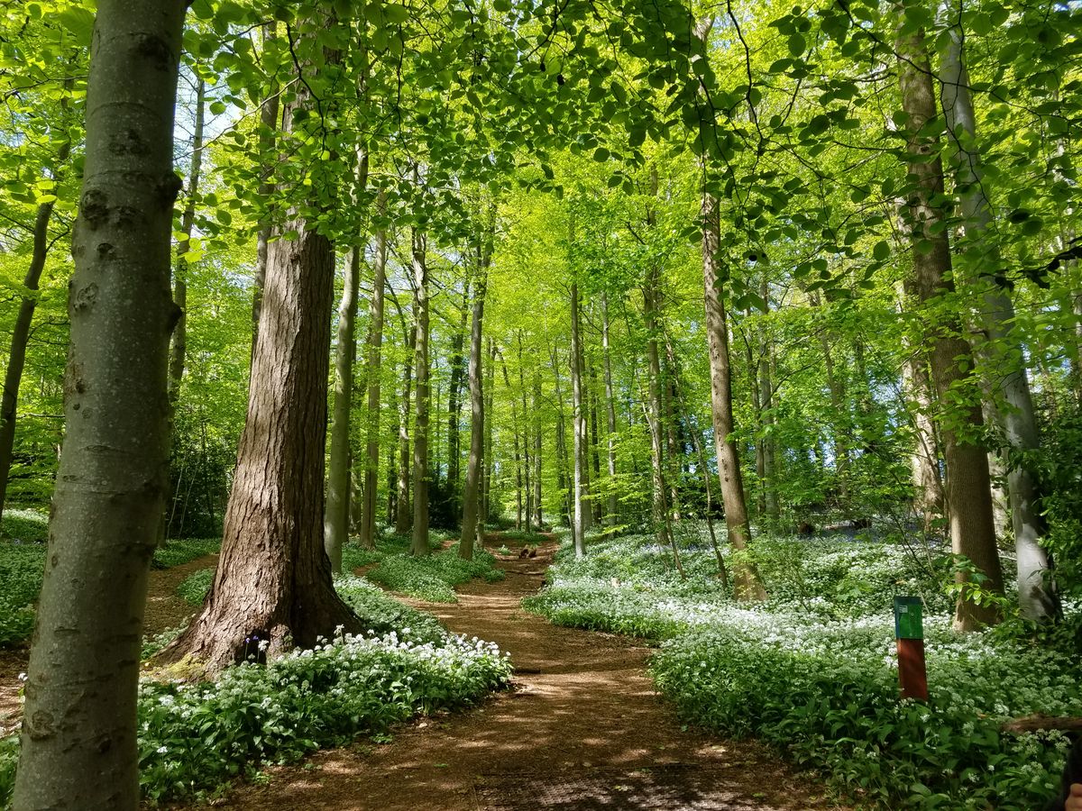 Church wood in bloom.