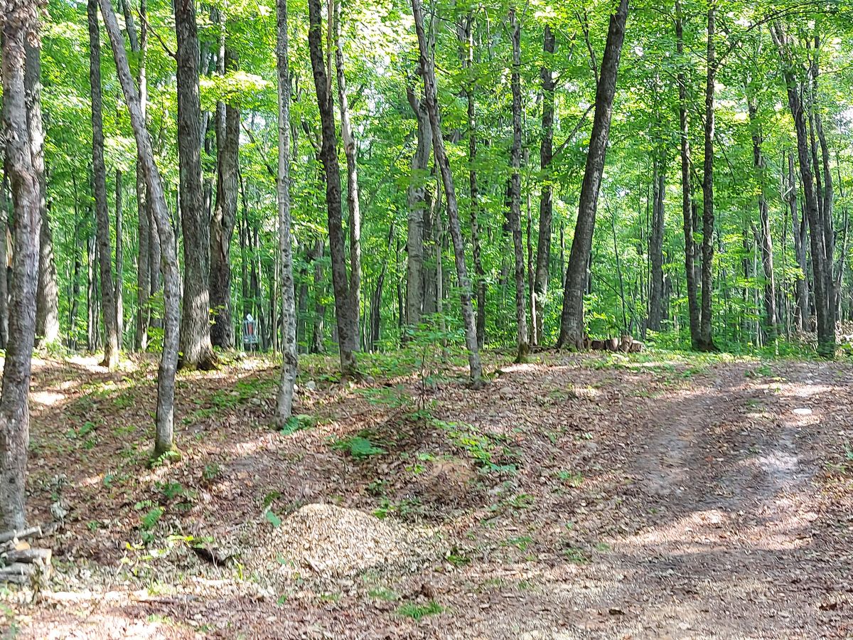 Approach to hole 8.🪵🌿🪵🍀