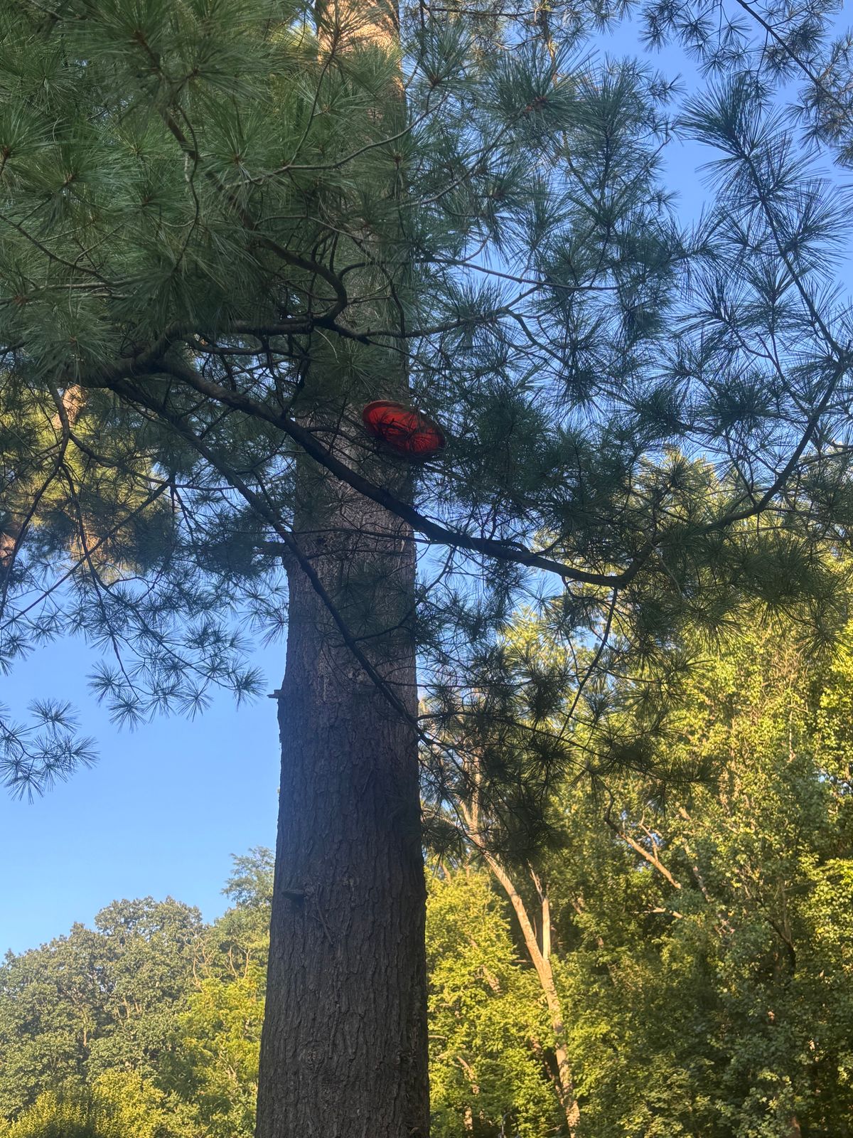 I have sent discs on a fast trajectory and somehow they get stock like this, it seems impossible