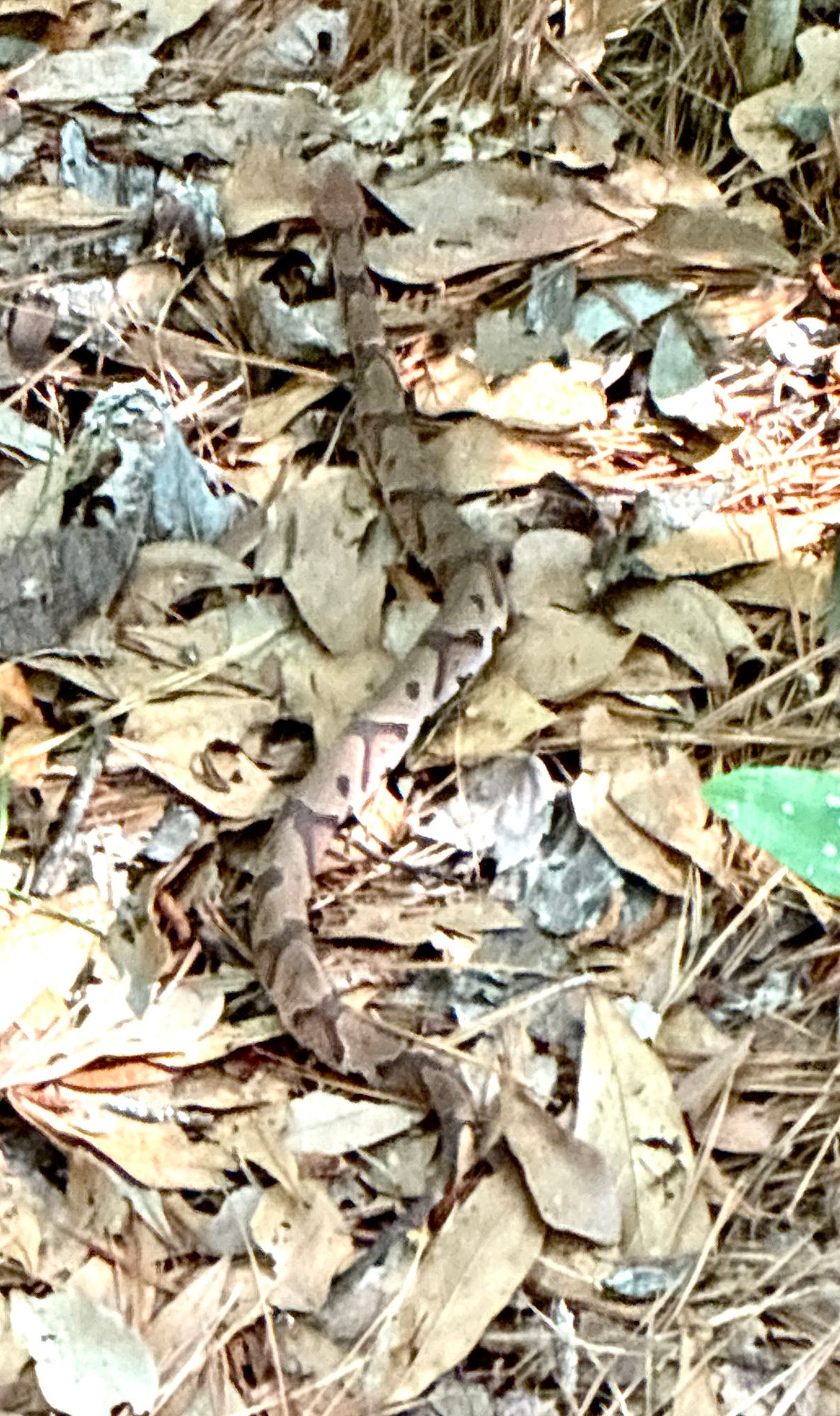 Be careful out there, saw this guy crossing hole 1 fairway today.