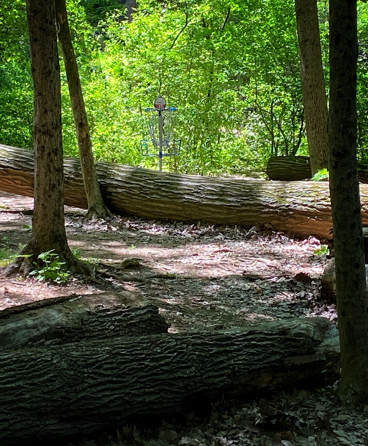 Basket #17... lots of fallen trees.
