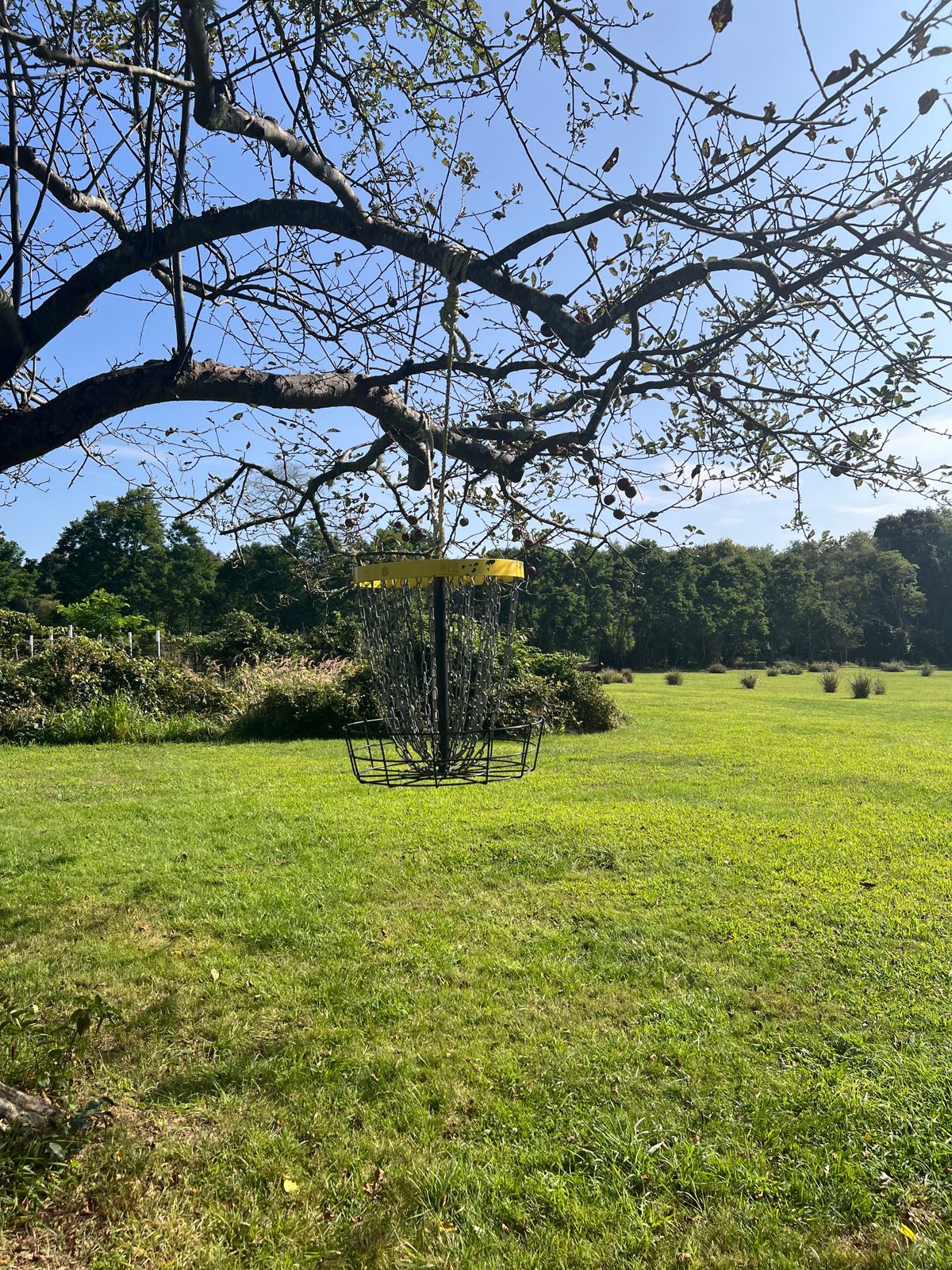 Hanging basket on a fruit tree