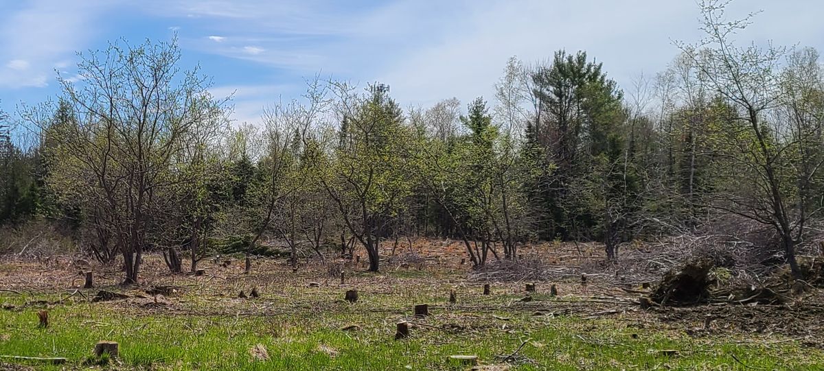 Old Farm apple orchard start of hole 1