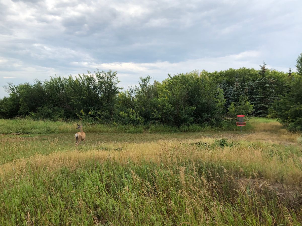 A nice visitor on the course at 7:00am.