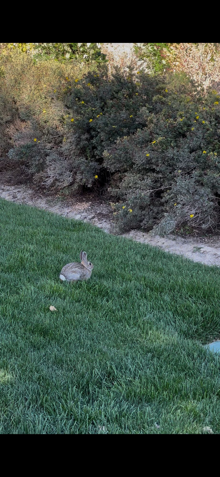 Wild bunny on course