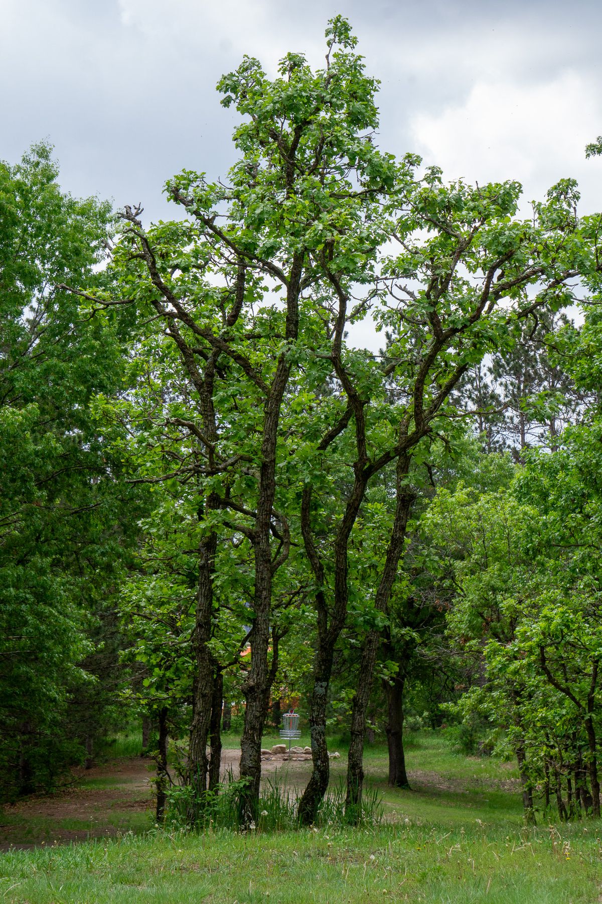 Hole 6