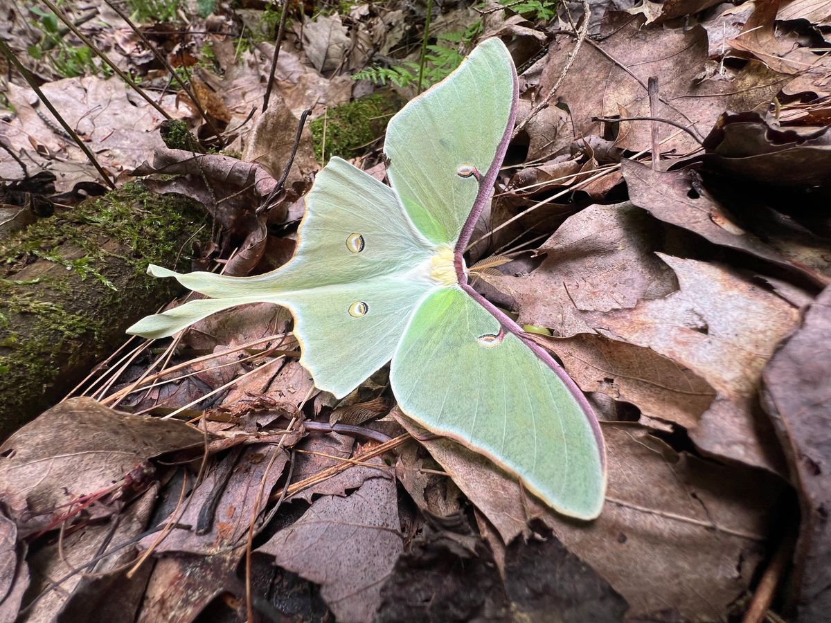 Beautiful Luna moth the size of my hand. Tread lightly!!