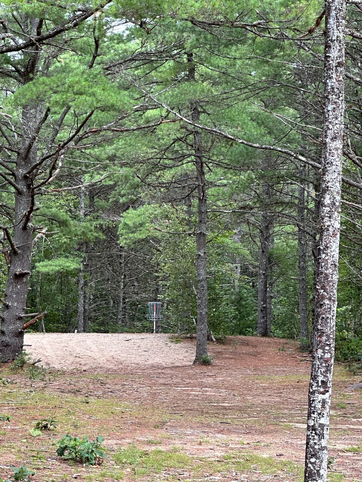 New basket location: Hole 7