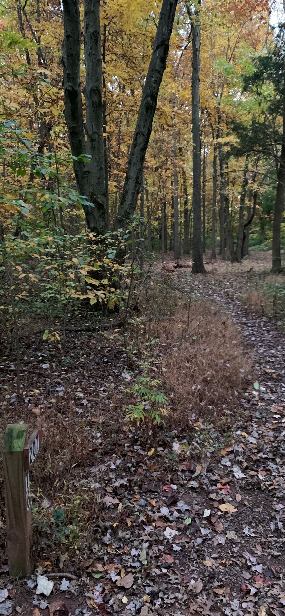 Hole 6 - Through some dense brush part 2