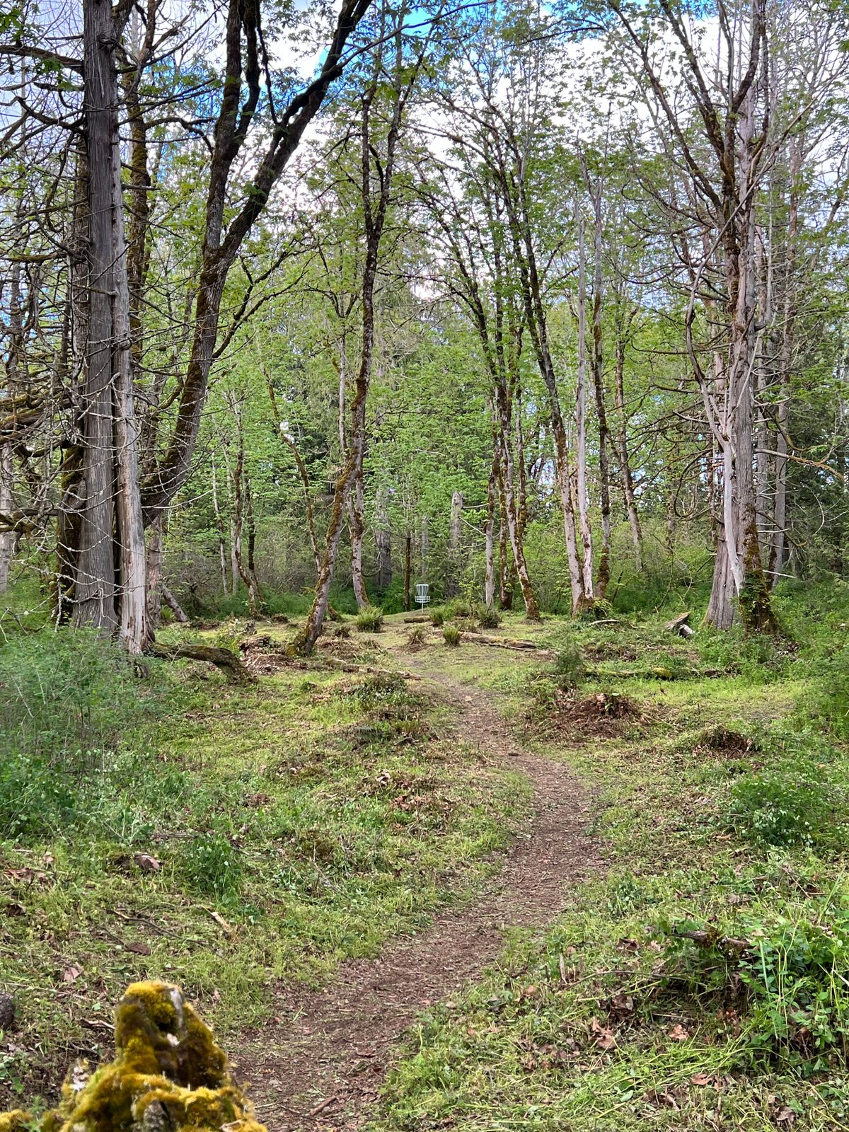 Summer hole 3