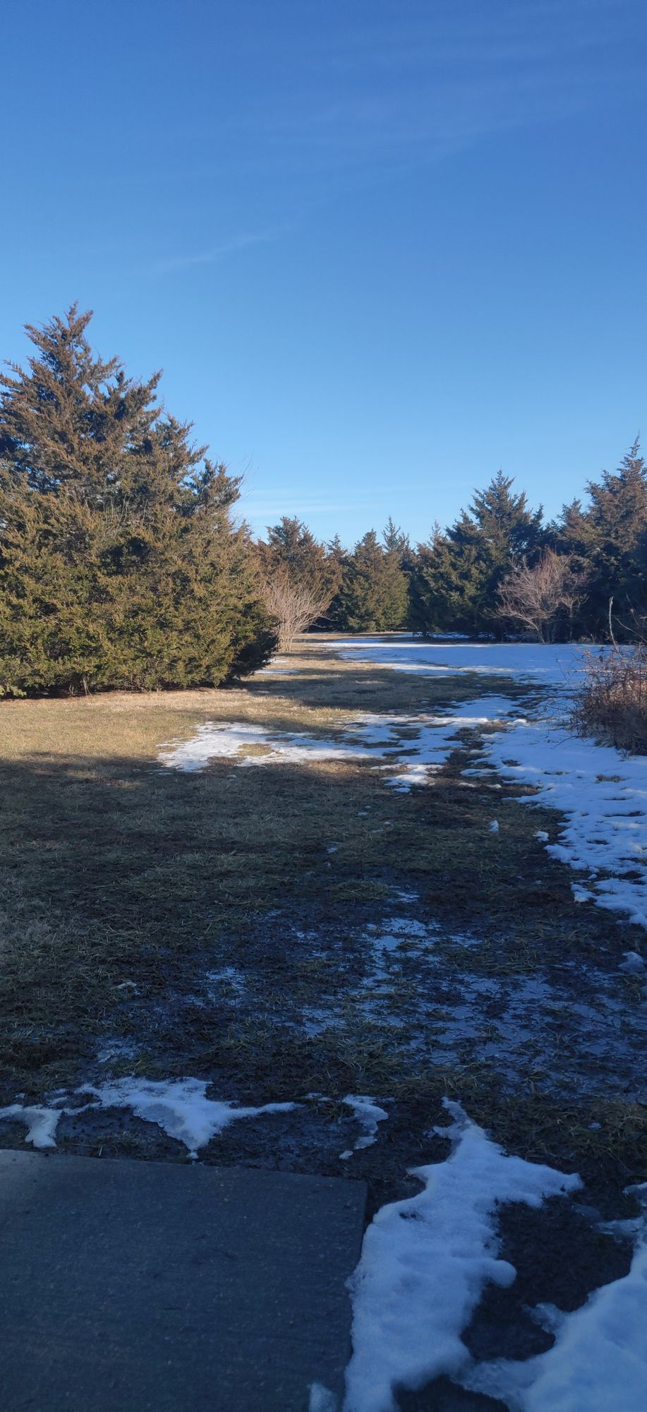 Hole 5. Basket impossible to see. Short hyzer. Basket in circle of cedars. No direct line to basket. Hit the guarding cedars, hope for putt.