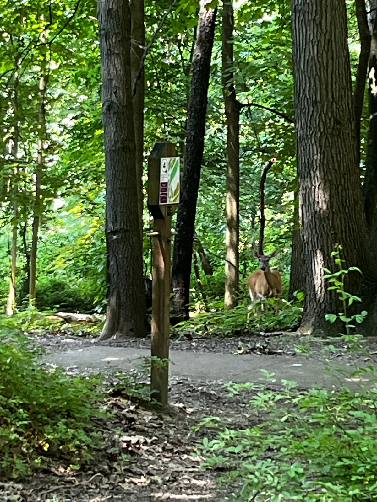 Lots of wildlife in the park.