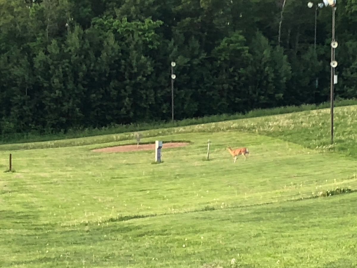 Hole #2 with a visitor.