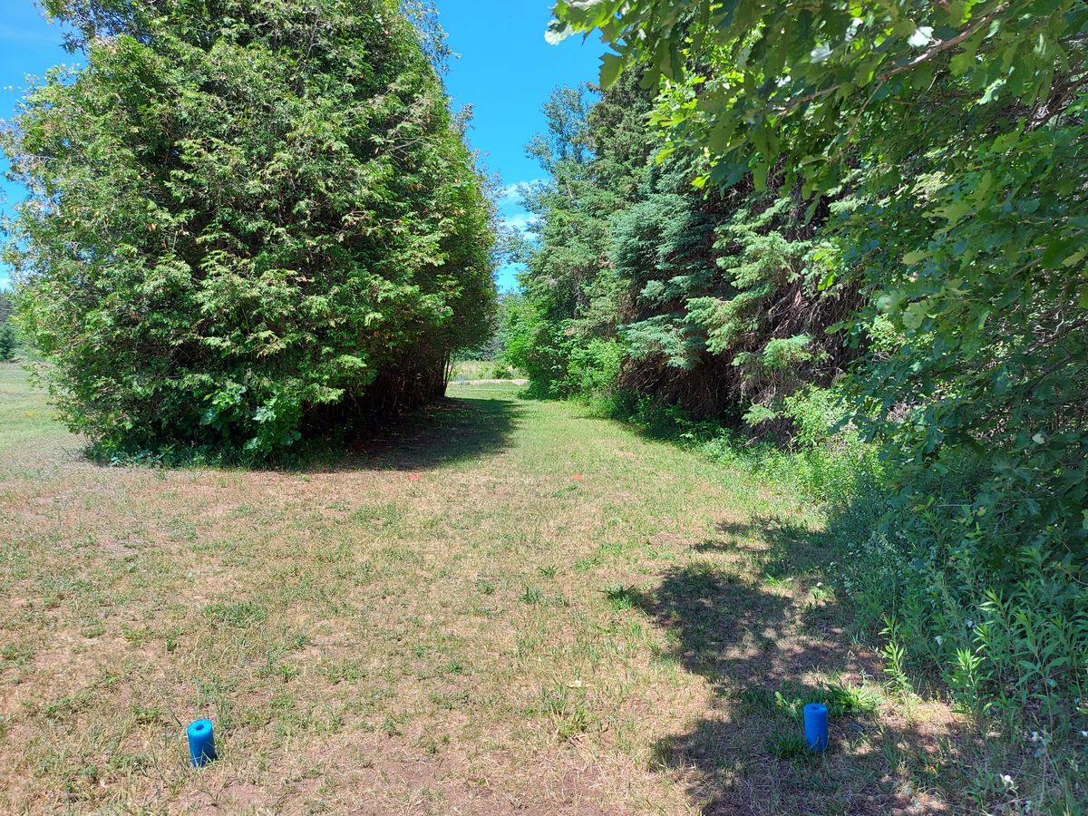 Tee pad #6. 197ft. Par 3. 🌲🌲🌲🌲