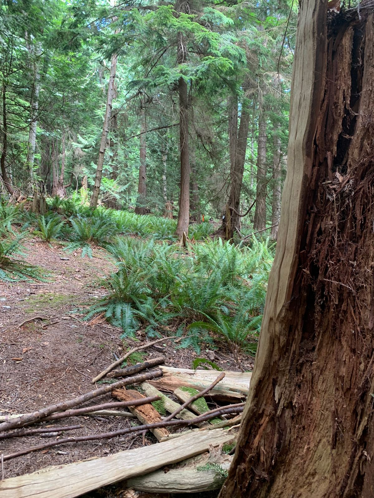 Hole 3 back
