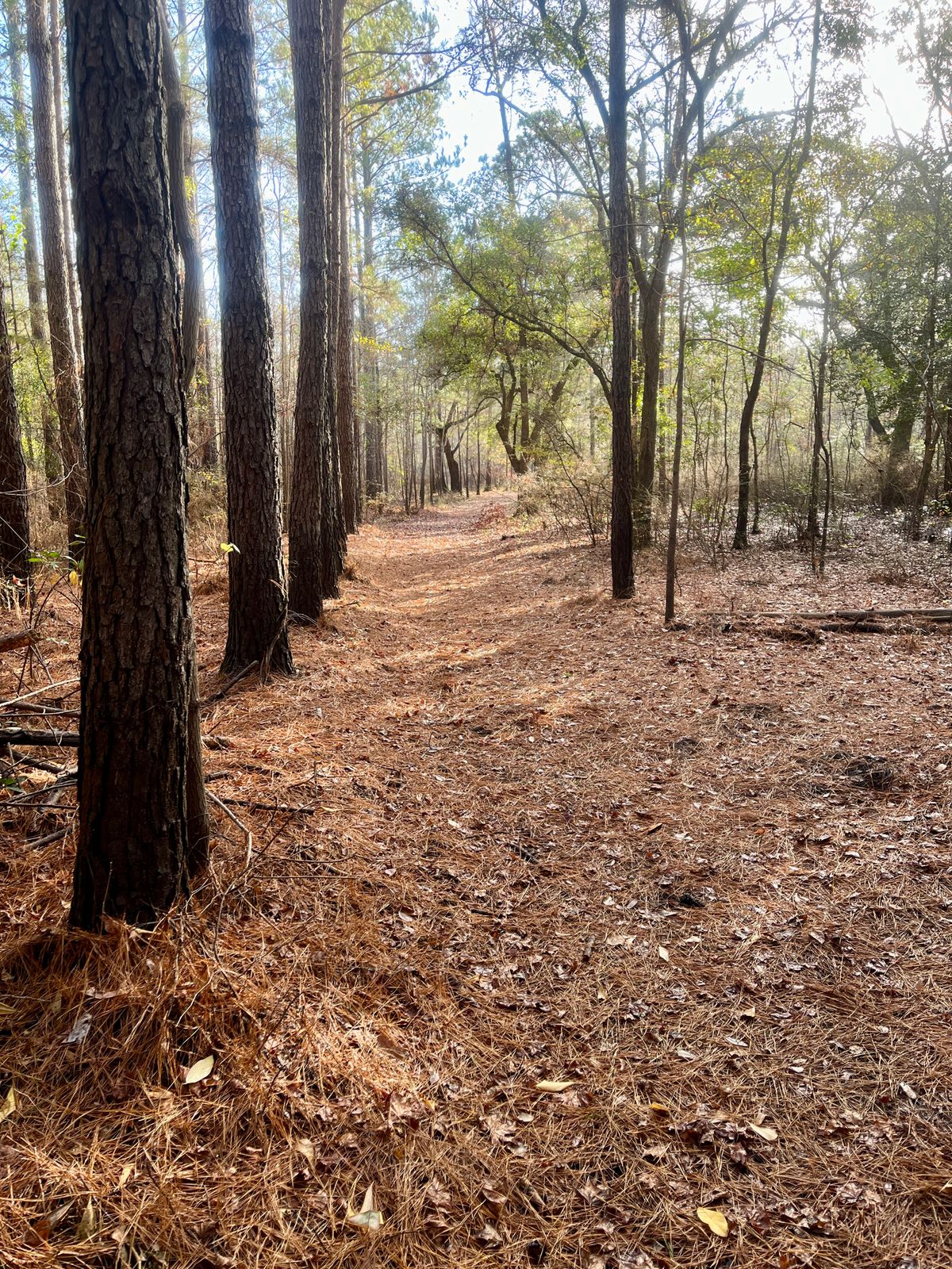 Hole 7 tee