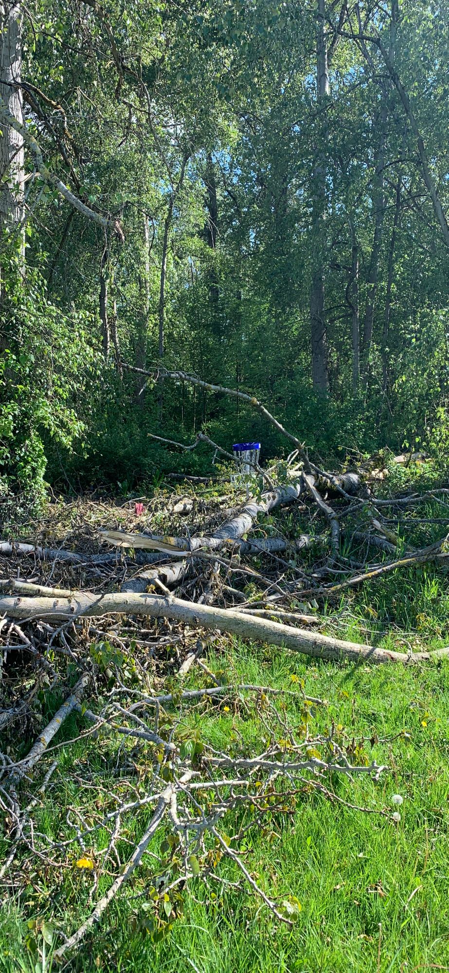 Hole 10 has a tree that fell on the green