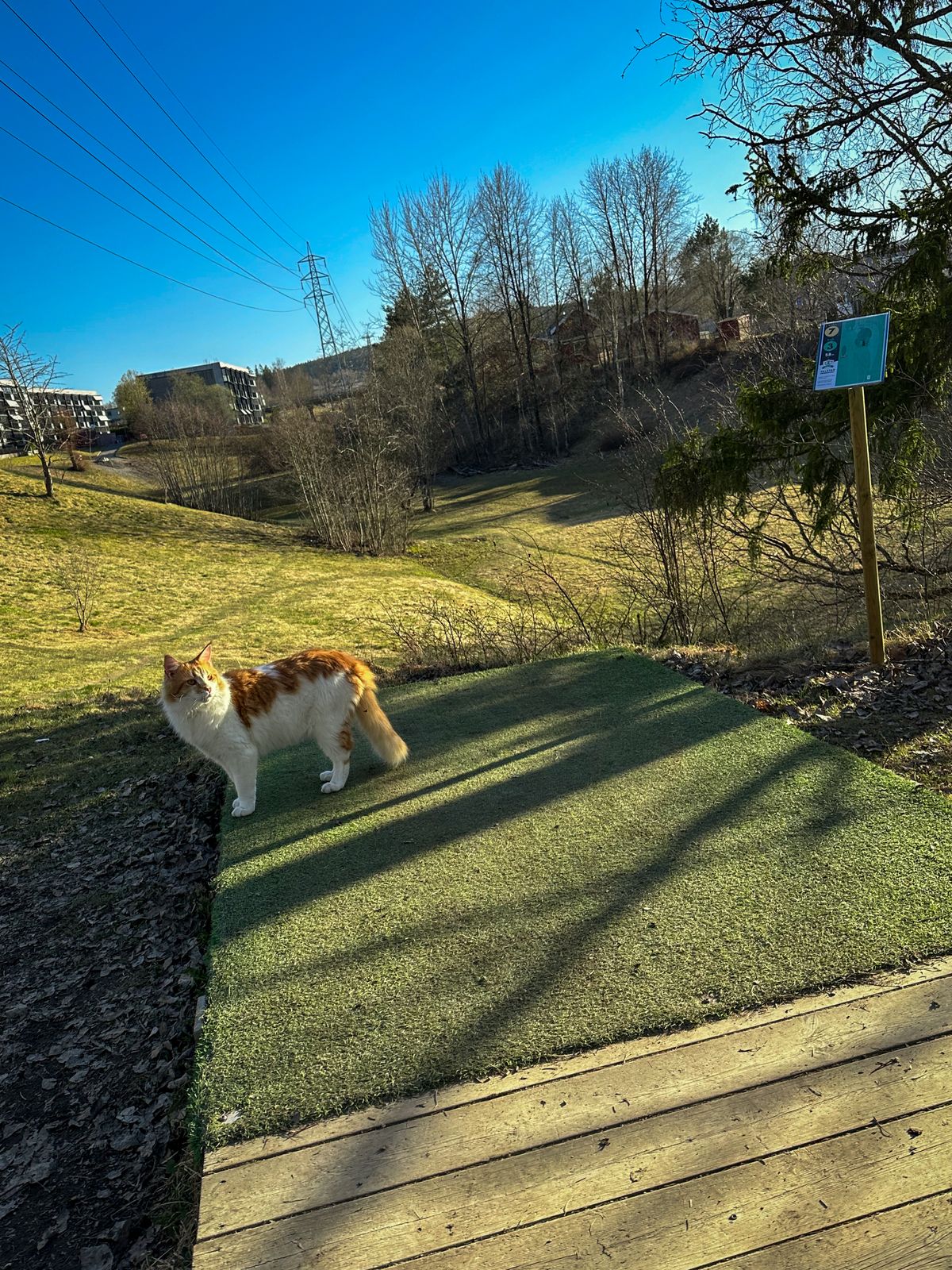 Besøk på hull 7🐈