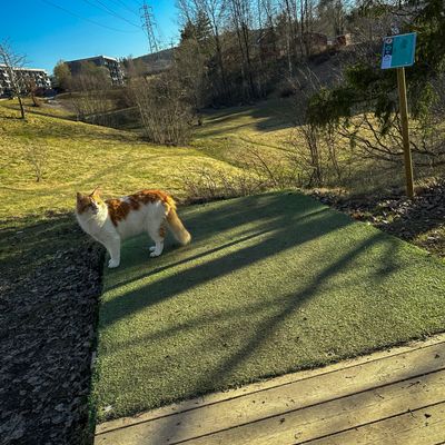 Besøk på hull 7🐈