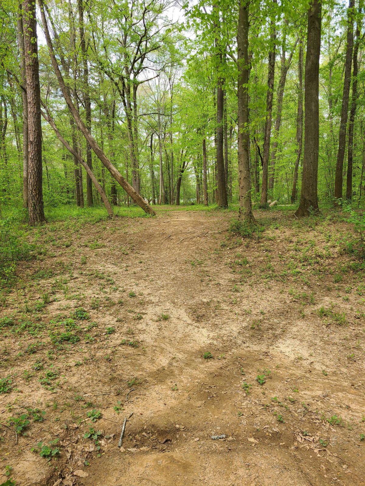 Hole 11 from tee