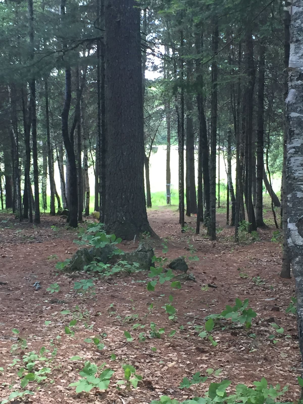 Hole #5 after dog leg looking at basket.