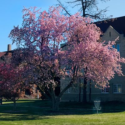 Spring at PHDGC