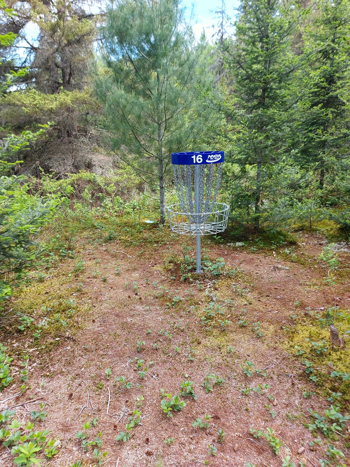 Short putting on hole 16. 🌲🌲🌲🌲