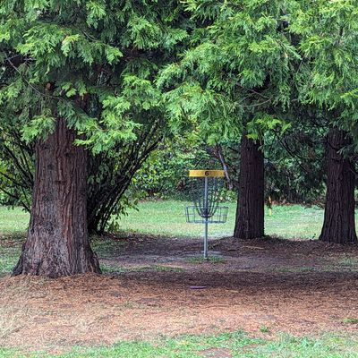 Hole 6 in a cedar grove