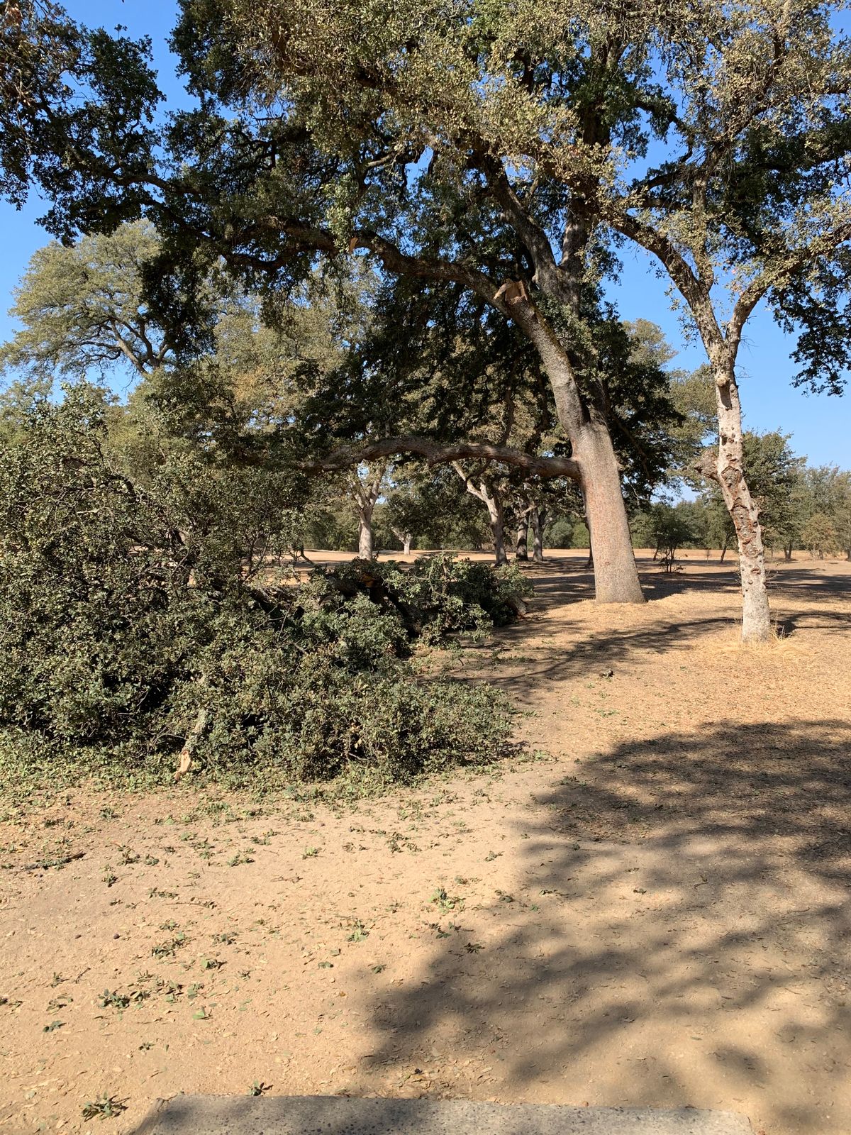 Huge downed tree limb off hole #5 tee