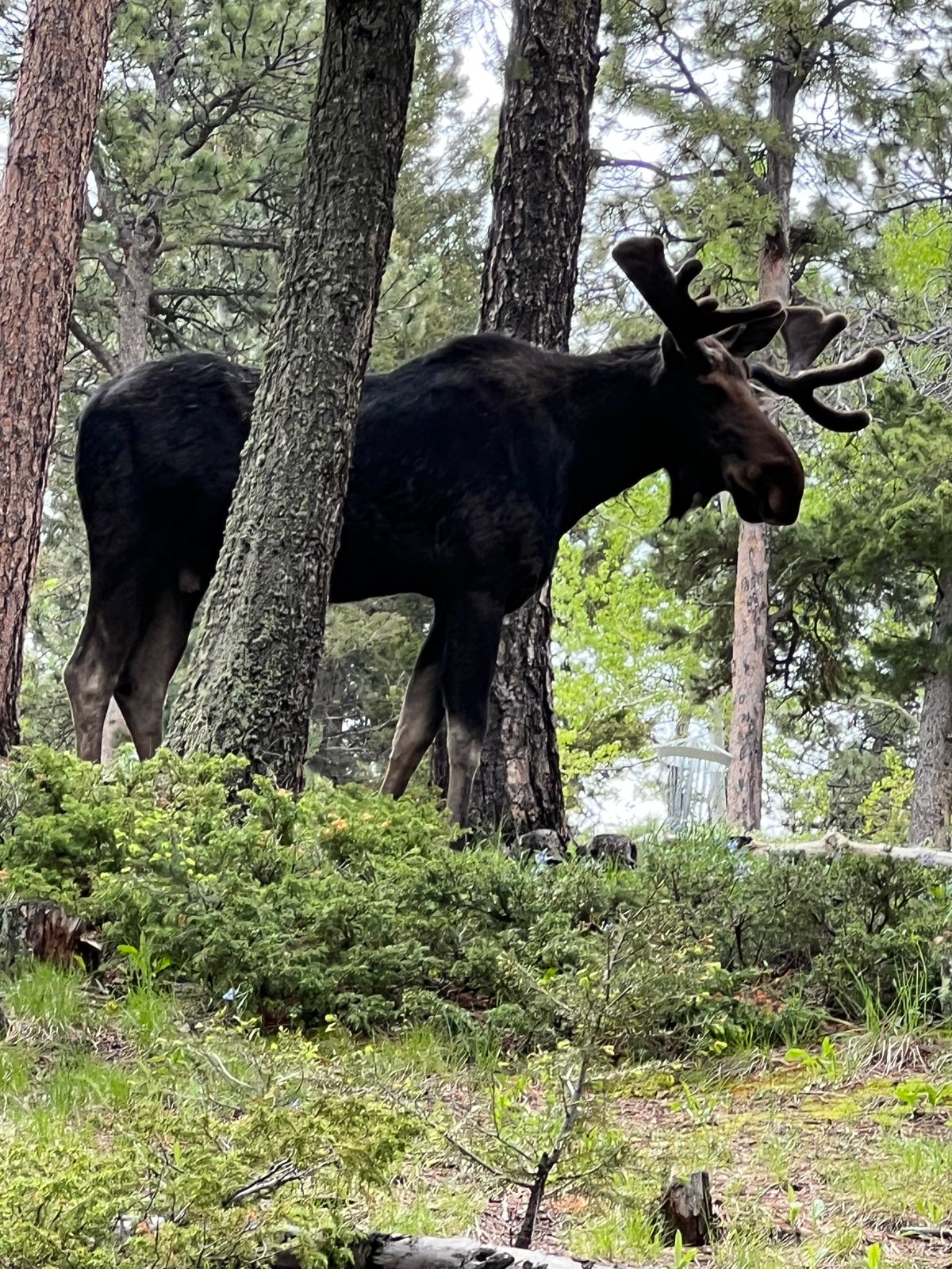 Moose just hanging out on #15