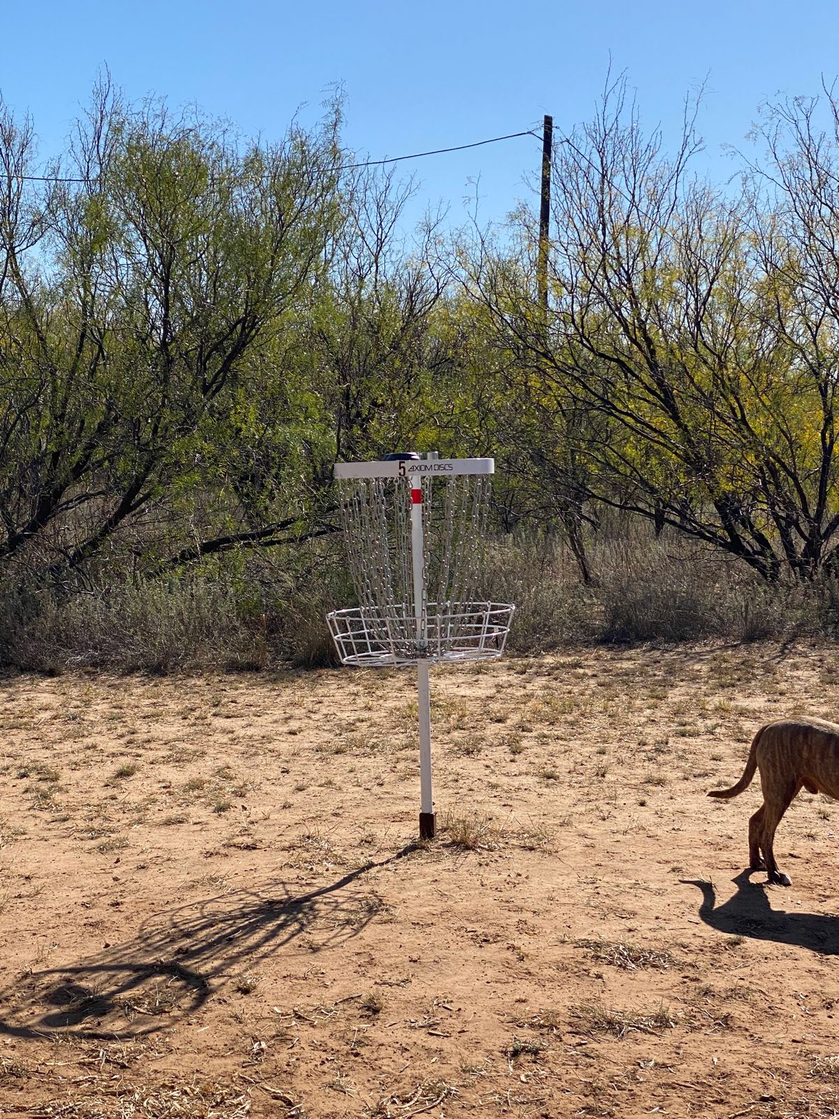 Basket 5