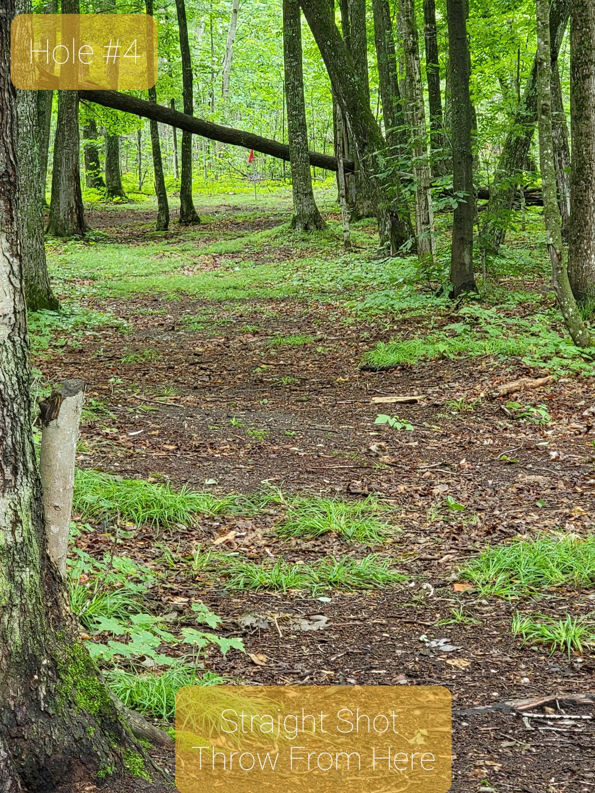 Hole 4 Tee and Basket (Zoomed in)
