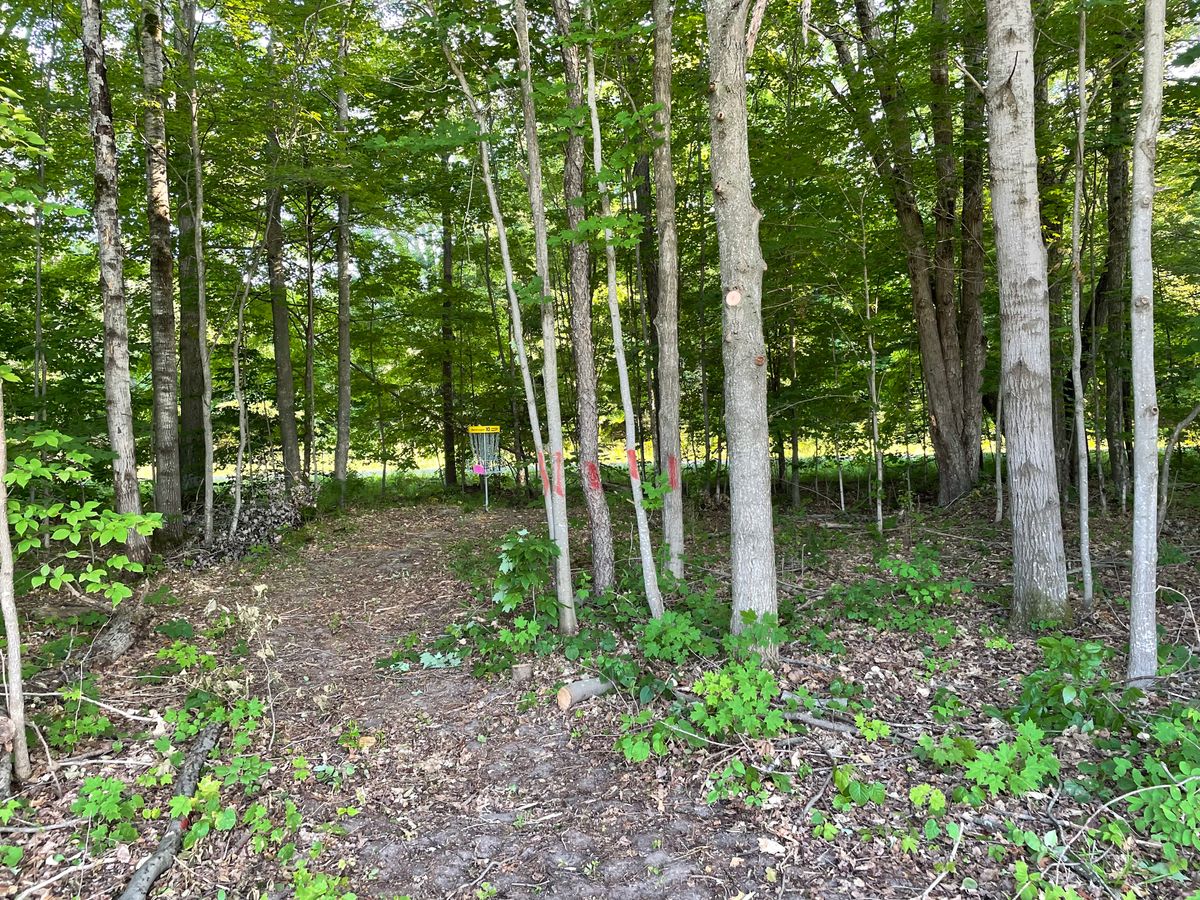 10s green hiding in the trees, (looking in from edge of tree line)