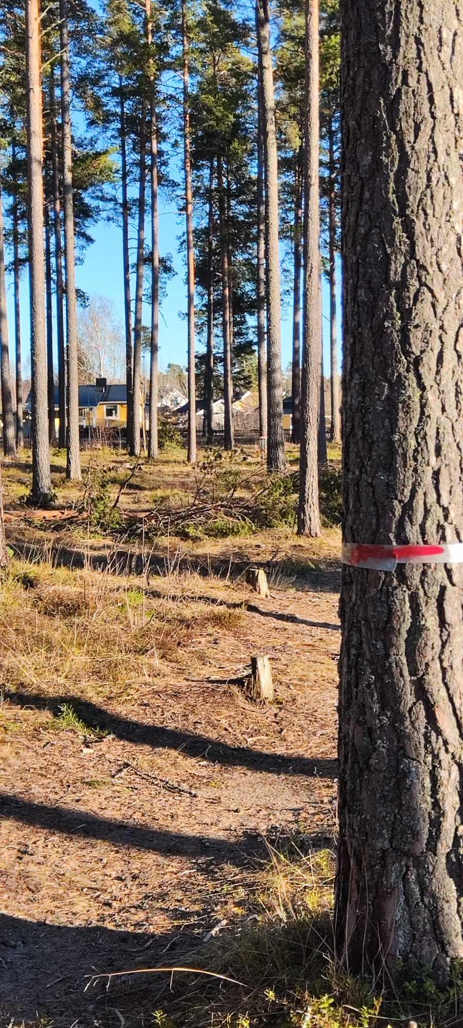 Hål 17, skymt av korg vid mando träd.
