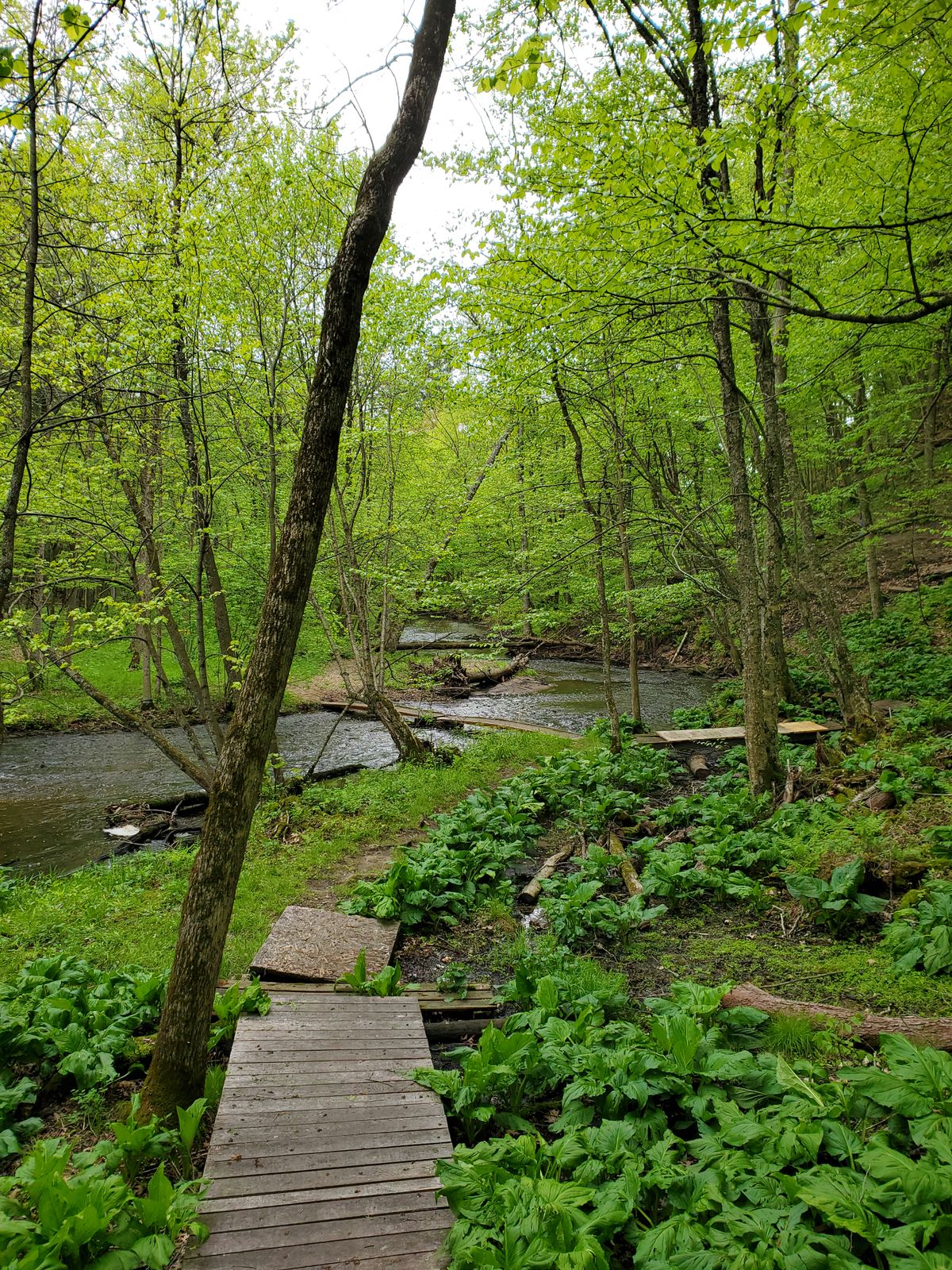 #6 tee looking back at bridges from front 5