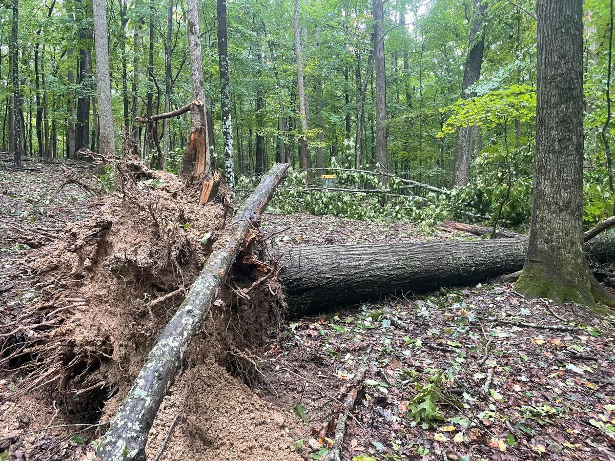 The basket on hole 2 has branches surrounding it and some downed trees in th