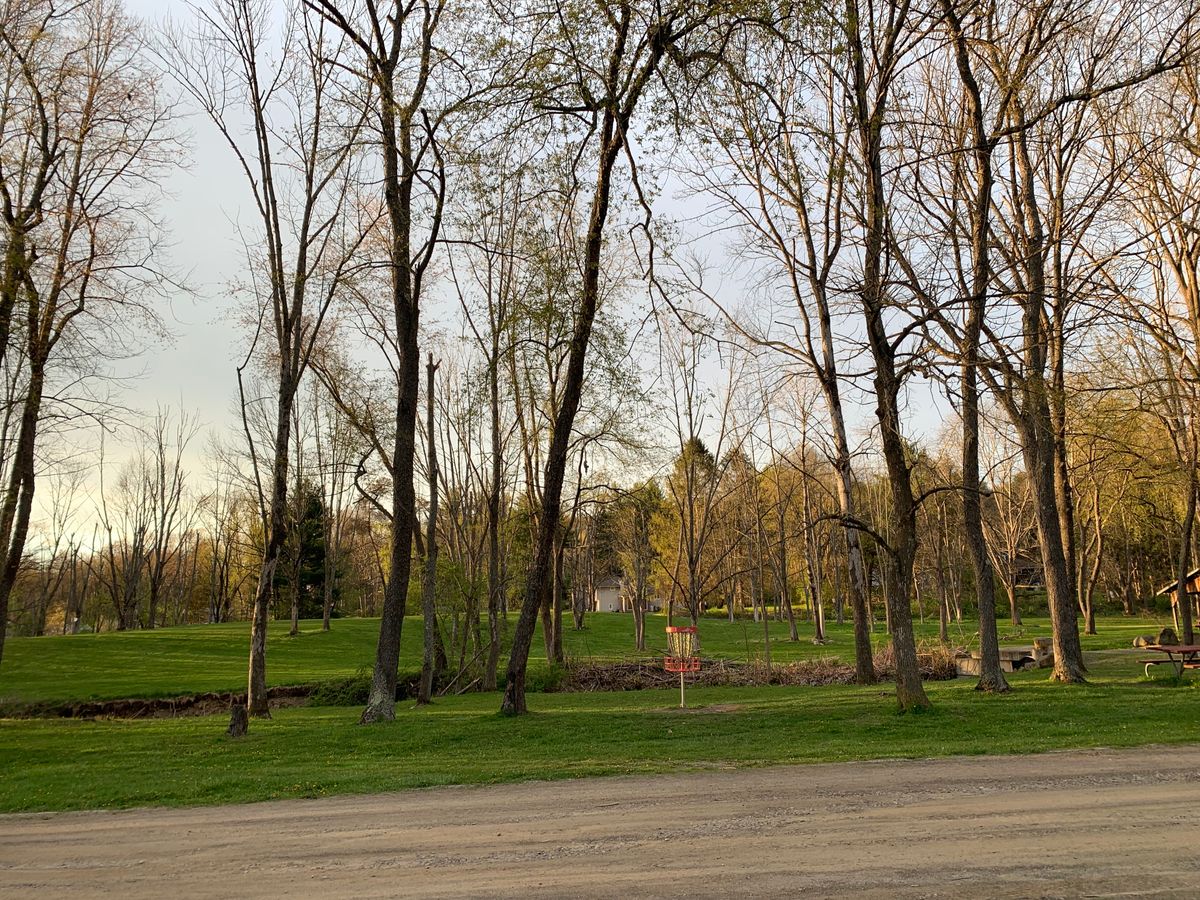Sunset through the trees