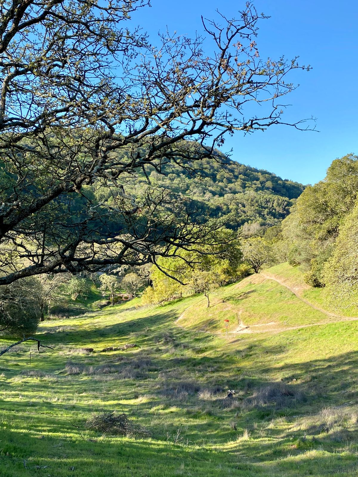 Hole 11 basket