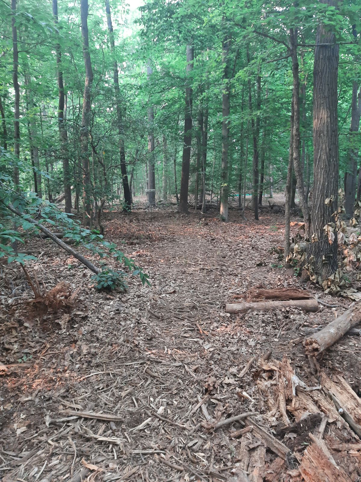 Hole 5 Fairway