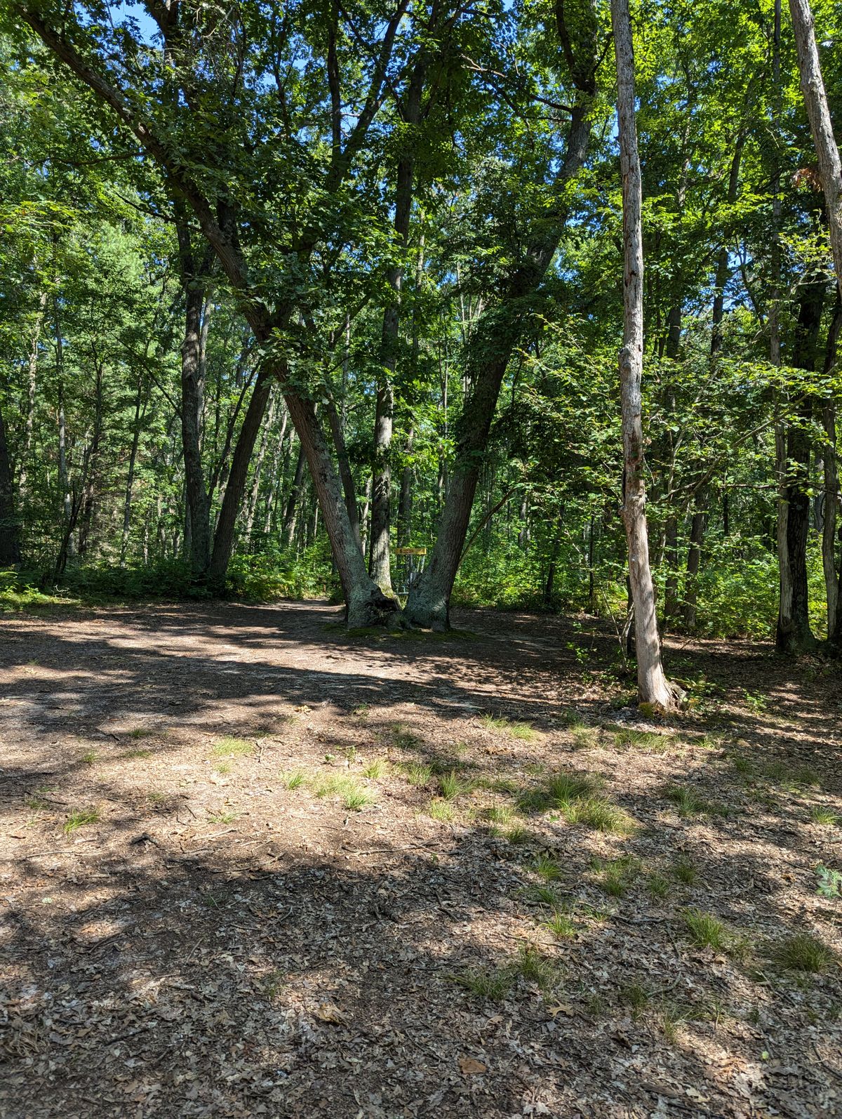 Guardian trees around hole 6 basket