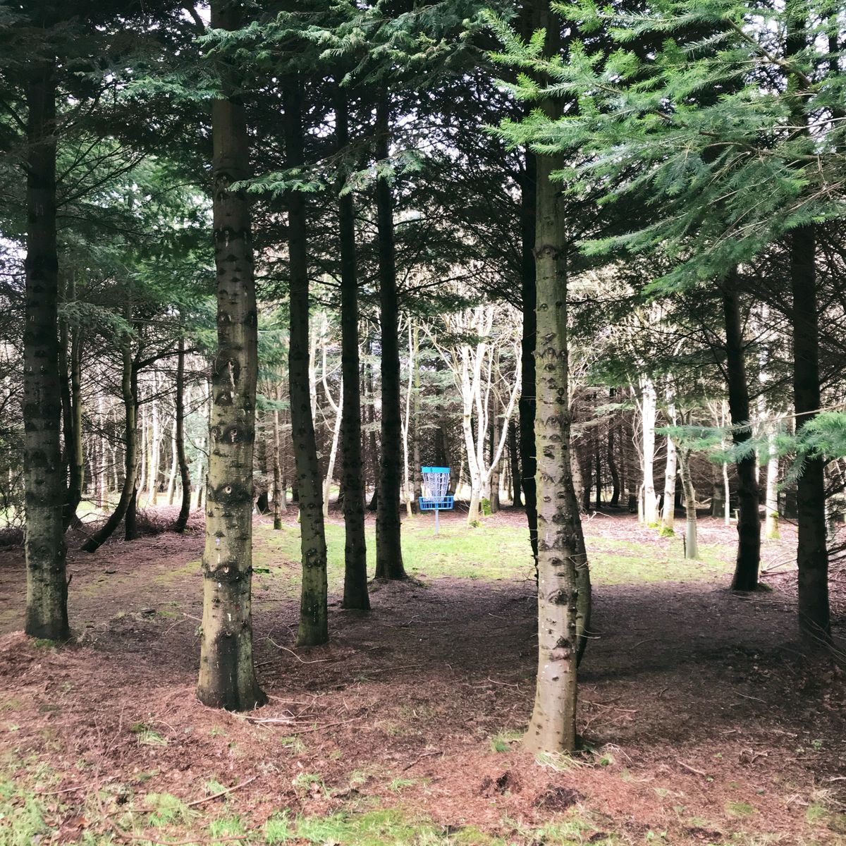 Lots of tree tunnels at Crooked Pines