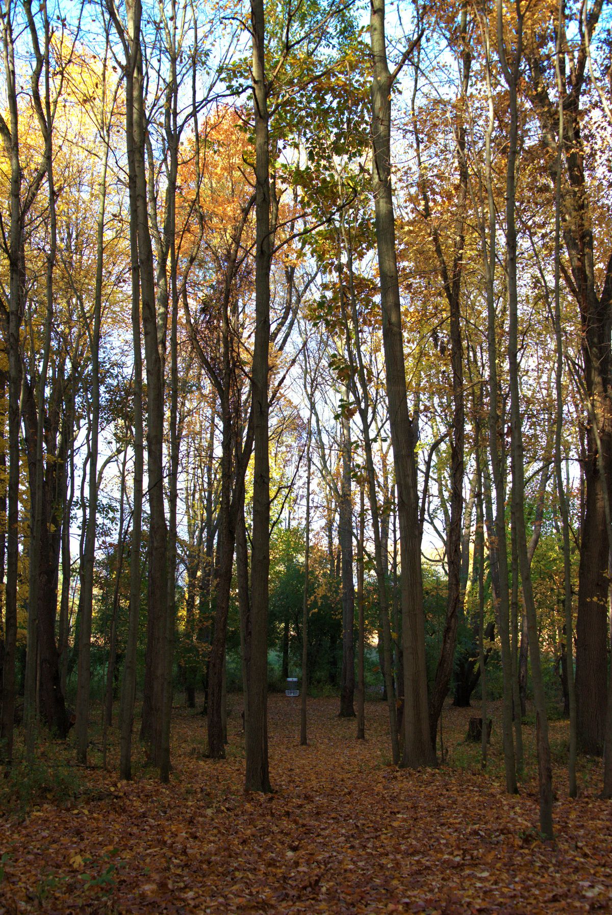 Hole 8 Short