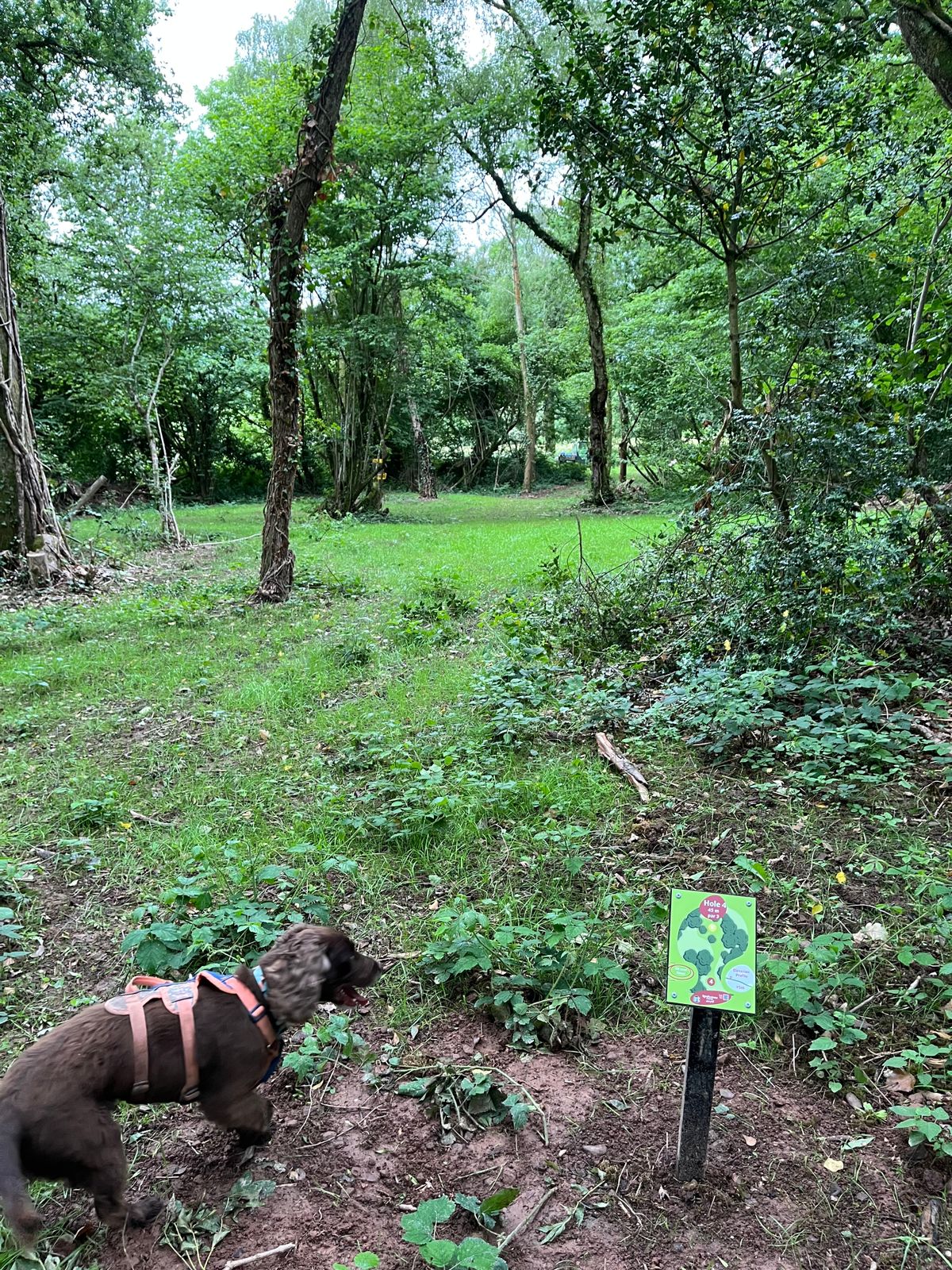 Red tee hole 4