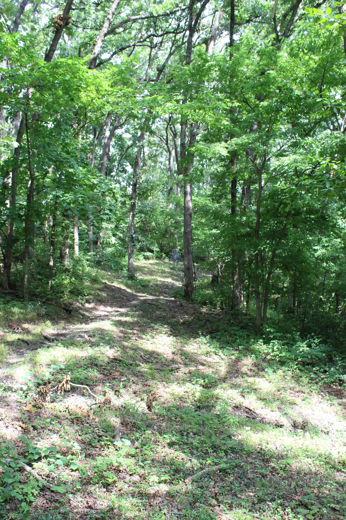 Hole 7 (Basket)